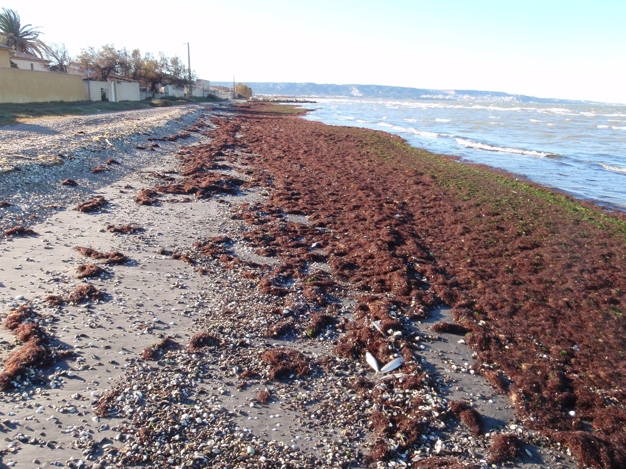 Quelles substances se dégagent lorsque des algues sont échouées sur les bords de l'étang ?