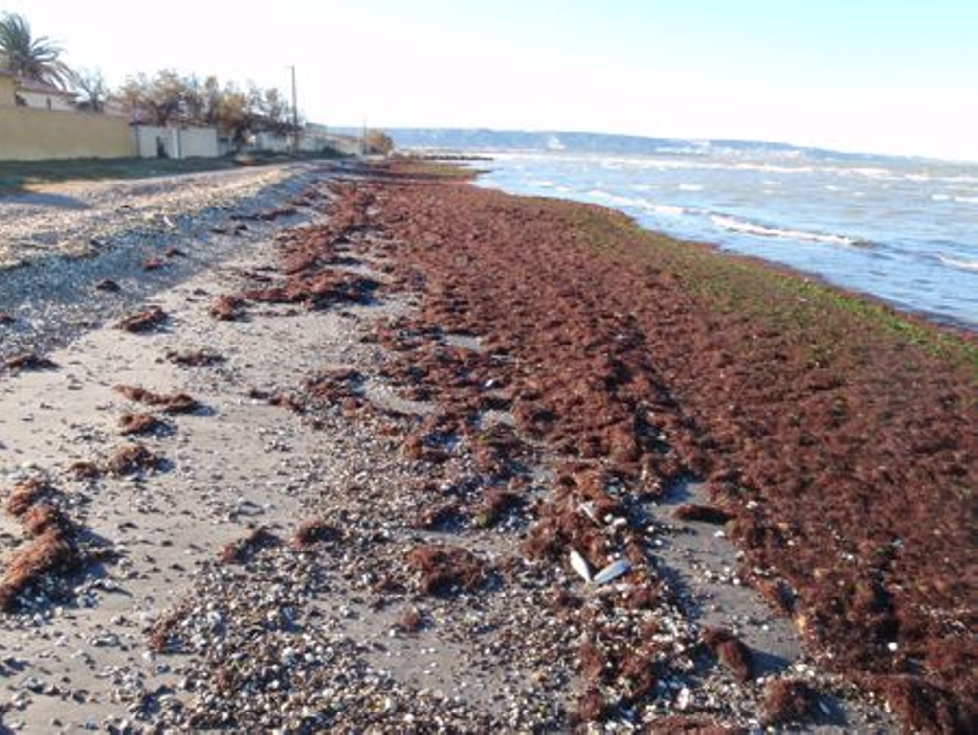 Quelles substances se dégagent lorsque des algues sont échouées sur les bords de l'étang ?