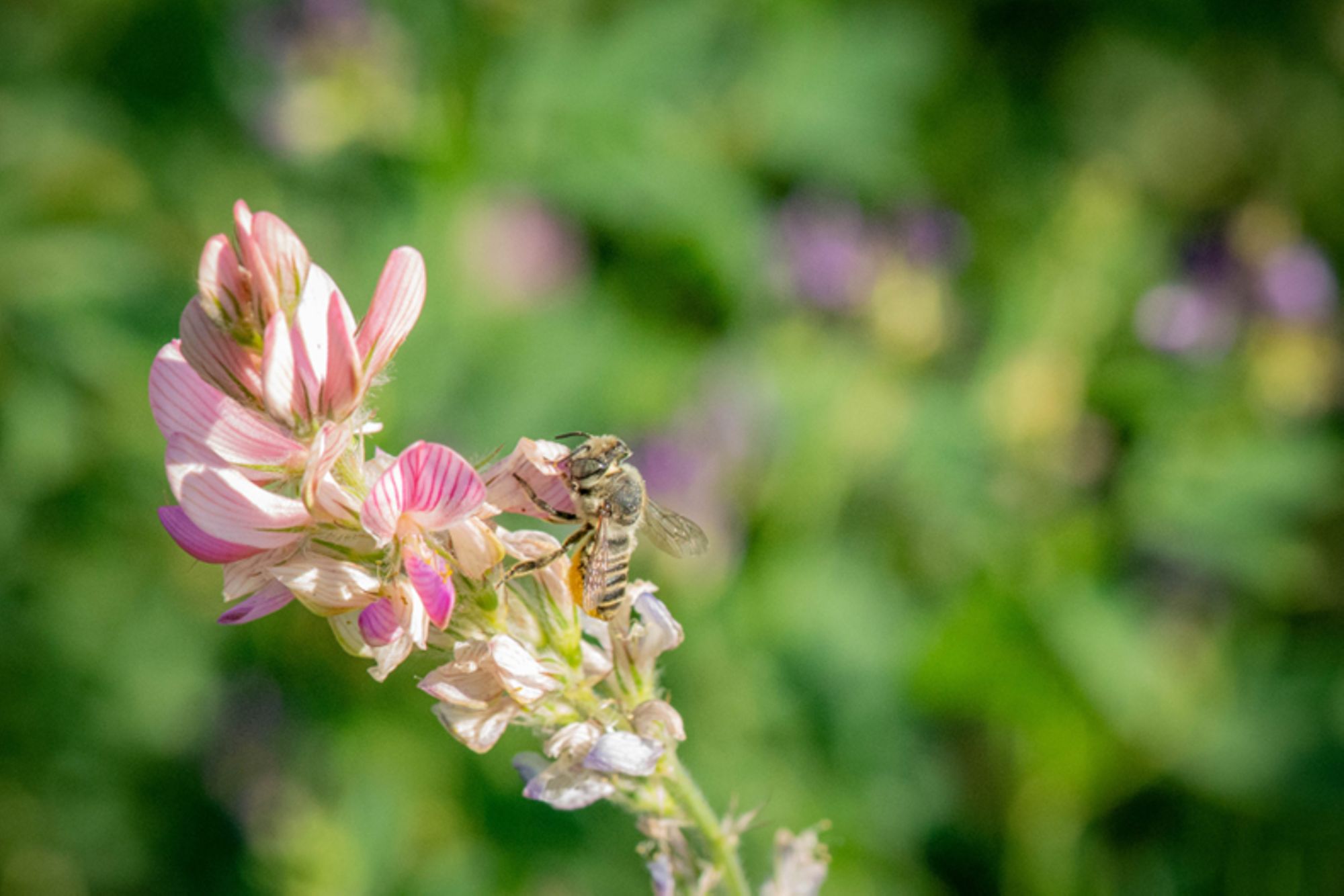 Megachile sp. sur luzerne (Medicago sativa) (© Guillaume KERDONCUFF)