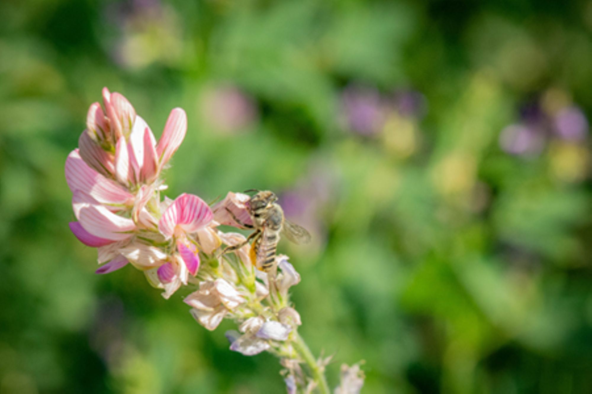 L’impact de la pollution atmosphérique sur les abeilles