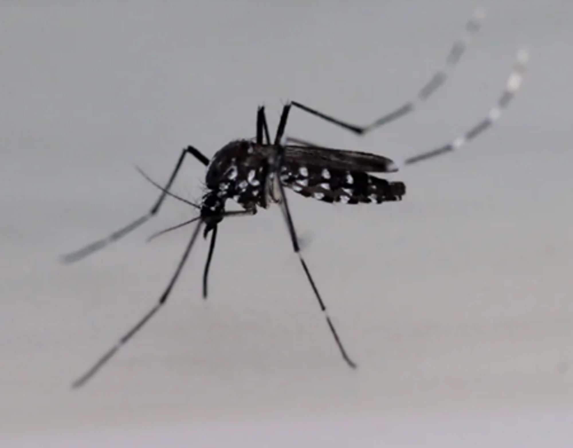 L’impact de l’épandage d’insecticides biocides contre les moustiques sur la santé
