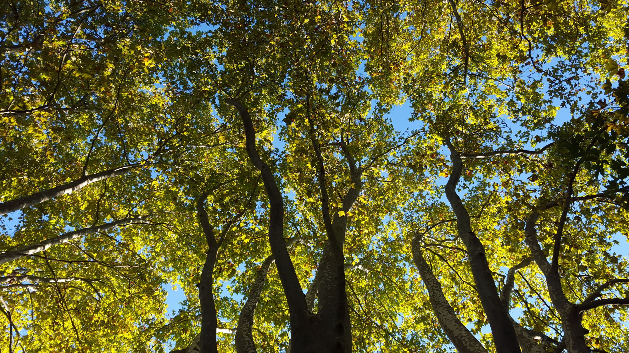 Le changement climatique, pour commencer 